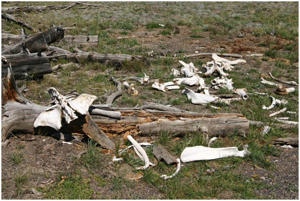 04 - Yellowstone NP (46).jpg